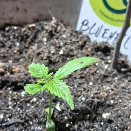 Medical CBD Bluehell
