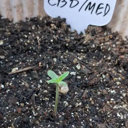 Medical CBD Bluehell