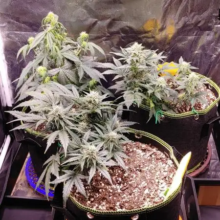 Quick One | Indoor