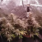 Quick One | Indoor | Grow #4