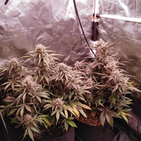 Quick One | Indoor | Grow #4