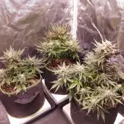 Royal Critical | Indoor | Wintergrow