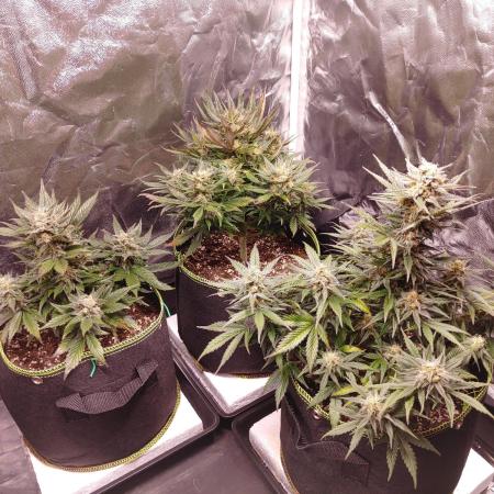 Royal Critical | Indoor | Wintergrow