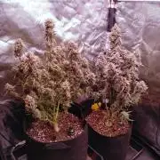 Quick One | Indoor | Grow #4