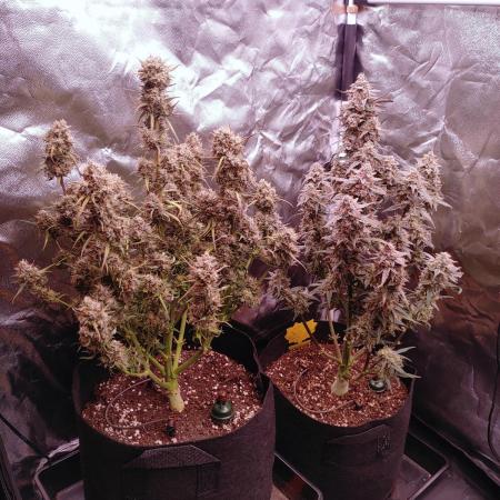 Quick One | Indoor | Grow #4