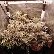 Special Queen #1 | Indoor | Grow #4