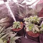 Special Queen #1 | Indoor | Grow #4