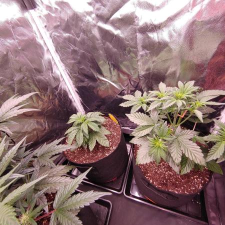 Special Queen #1 | Indoor | Grow #4