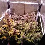 Northern Light Auto | Indoor | Grow #5