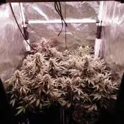 Special Queen #1 | Indoor | Grow #4