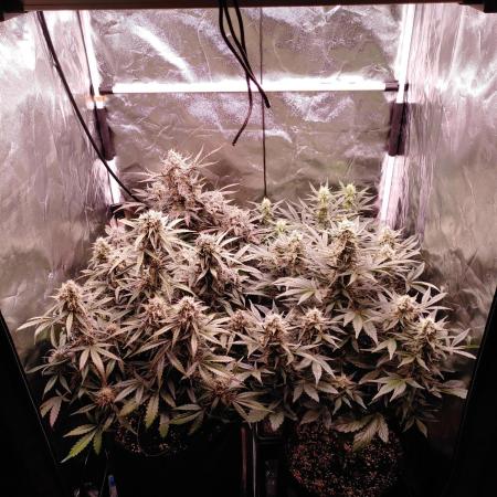 Special Queen #1 | Indoor | Grow #4