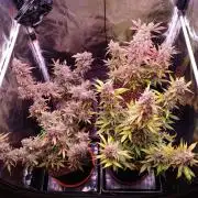 Northern Light Auto | Indoor | Grow #5