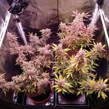 Northern Light Auto | Indoor | Grow #5