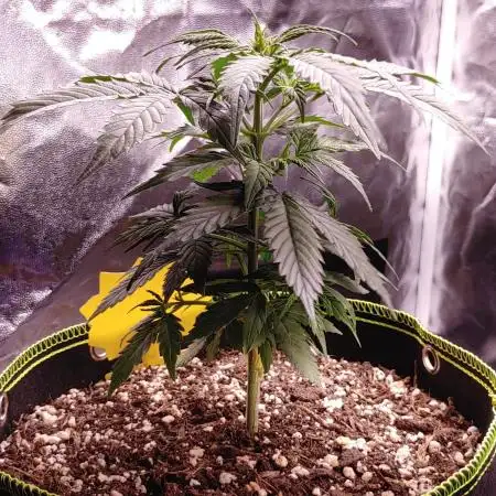 Quick One | Indoor