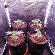 Northern Light Auto | Indoor | Grow #5