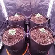 Northern Light Auto | Indoor | Grow #5