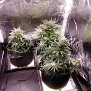 Royal Critical | Indoor | Wintergrow