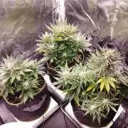 Royal Critical | Indoor | Wintergrow