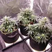 Royal Critical | Indoor | Wintergrow