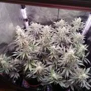 Northern Light Auto | Indoor | Grow #5