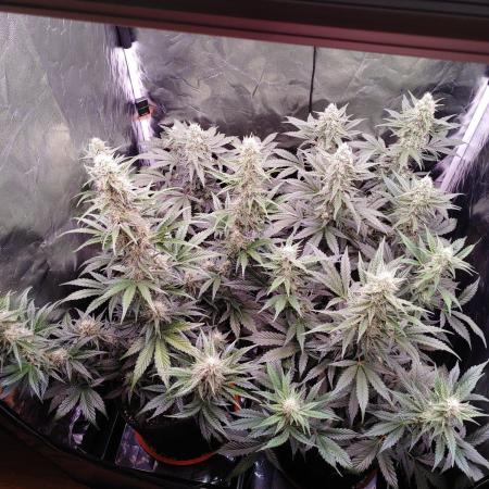 Northern Light Auto | Indoor | Grow #5
