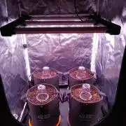 Northern Light Auto | Indoor | Grow #5