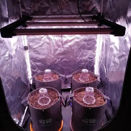 Northern Light Auto | Indoor | Grow #5