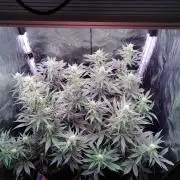 Northern Light Auto | Indoor | Grow #5