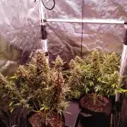 Special Queen #1 | Indoor | Grow #4