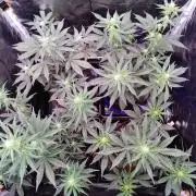 Northern Light Auto | Indoor | Grow #5