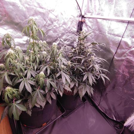 Quick One | Indoor | Grow #4