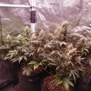 Special Queen #1 | Indoor | Grow #4