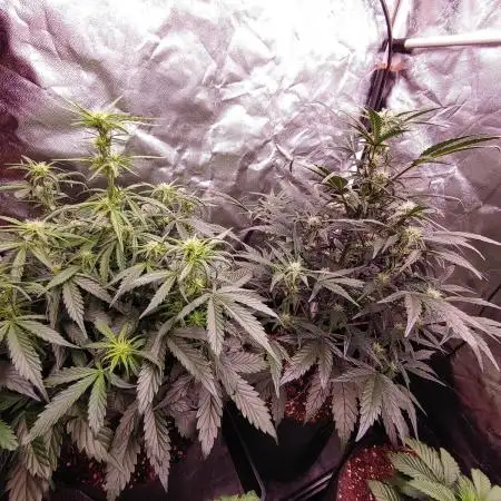 Quick One | Indoor | Grow #4