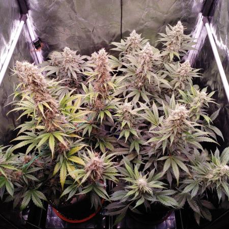 Northern Light Auto | Indoor | Grow #5