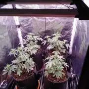 Northern Light Auto | Indoor | Grow #5