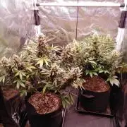 Special Queen #1 | Indoor | Grow #4