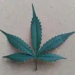 Quick one | indoor | first grow ever