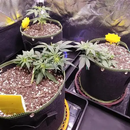 Quick One | Indoor