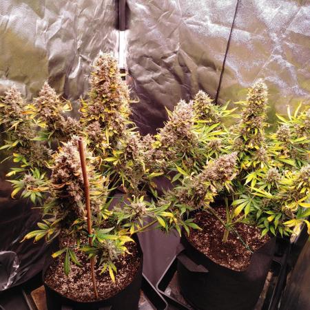 Special Queen #1 | Indoor | Grow #4