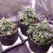 Royal Critical | Indoor | Wintergrow