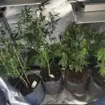 Multiple strains all Autoflower