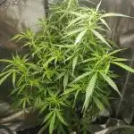 Multiple strains all Autoflower