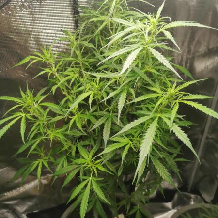 Multiple strains all Autoflower