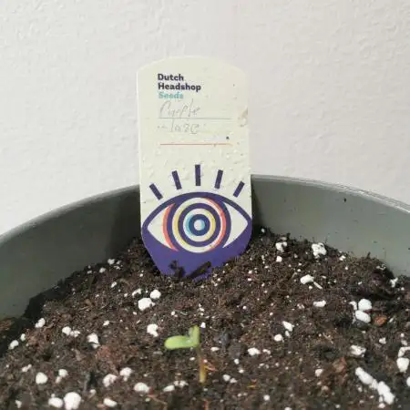 Auto Purple Haze