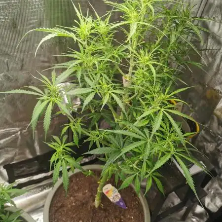 Multiple strains all Autoflower