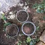 Tria Plantæ s00