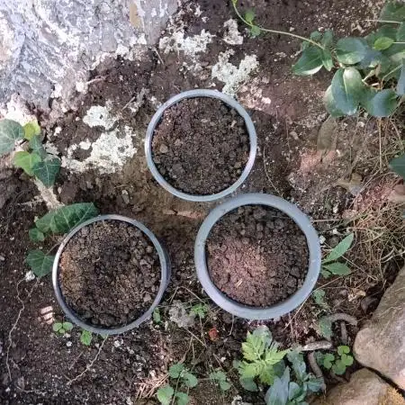 Tria Plantæ s00