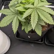 Searching for Taste 2.0