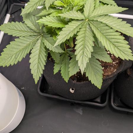 Searching for Taste 2.0