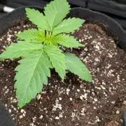 Searching for Taste 2.0